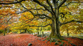 Au coeur de l'automne