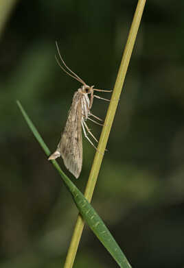 Pyrale de la luzerne