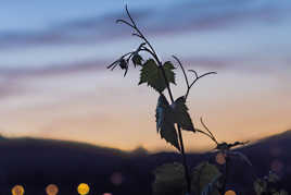 Feuilles de vigne en contre jour