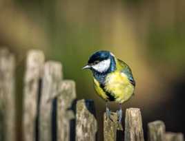 Juste sur la frontière