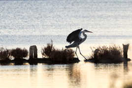 l élégance a plume