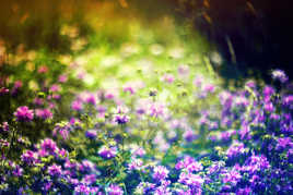 Dites le avec des fleurs