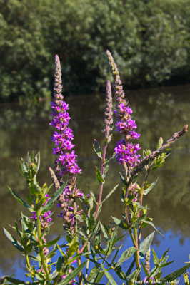 Floral (format portrait)