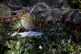 Grive musicienne - Turdus philomelos