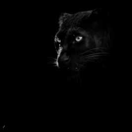 panthère noire