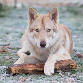 Une buche bien gardée