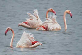 Flamand rose