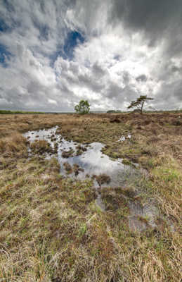 La tourbière du Venec