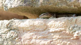 Le lézard guette