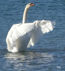 En musique, on regarde le directeur !