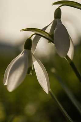 perce neige