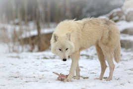 Loup blanc