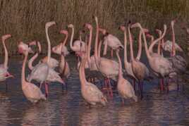 Réunion de Flamands roses