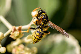 En quête de pollen