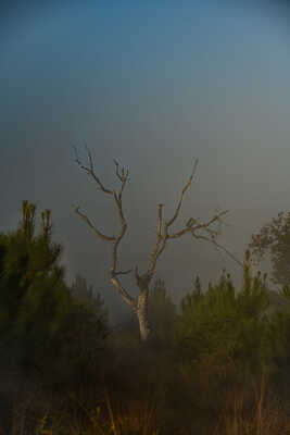 l'arbre mort