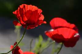 Rouge coquelicot