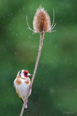 Jour de pluie