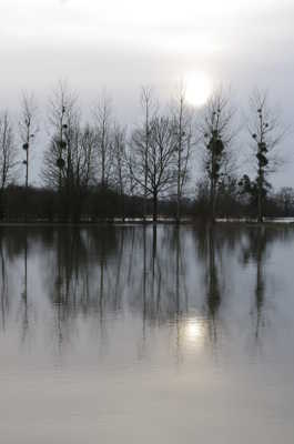 arbres et miroir