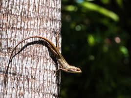 Caméléon