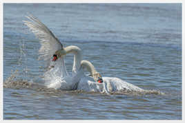 Fight chez les cygnes tuberculé