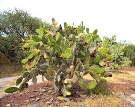 Nopal cactus