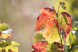 Feuilles d'automne