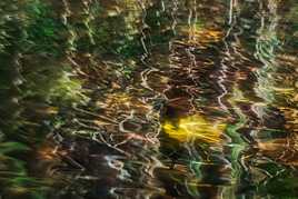 Coulée sous les reflets