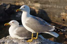 Les mouettes guettent