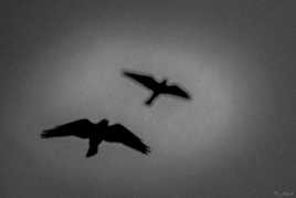 Black birds