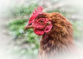 la cocotte n'était pas en chocolat...