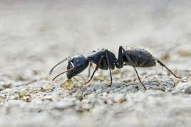 Camponotus vagus.