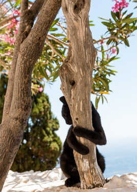 Le chat qui aimait les arbres