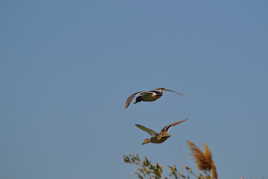 A deux, c'est mieux,,,,