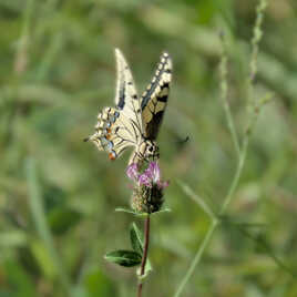 Machaon (3)