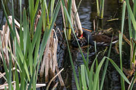 maman poule d'eau à bec rouge nourrit un bébé