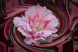 Dans les tons roses !!