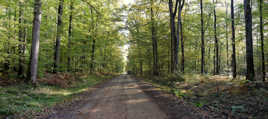 foret troncais