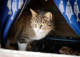 Restaurant pour chat