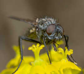 Toujours la mouche!!