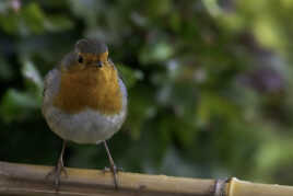 Le Rouge-gorge familier