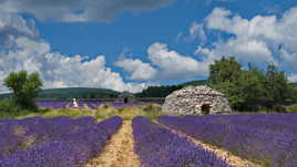 Dans les champs de lavande