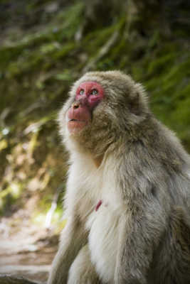 Macaque