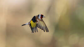 Le vol du p'tit clown