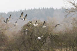 Migration des grues dans dans le Nièvre