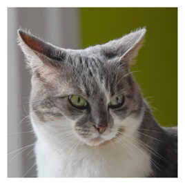 Une petite pose pour le photographe !