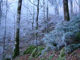 Entre mousse et givre