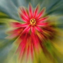 Le coeur de la Joubarde