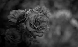 Rose B&W