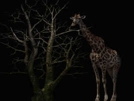 Moi, grande et belle.