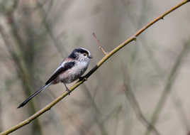 Mésange à longue queue